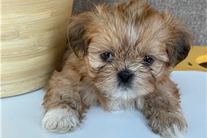 Maripol - puppy for sale