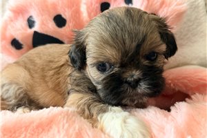 Alyssa - puppy for sale
