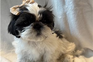 Alexis - Shih Tzu for sale