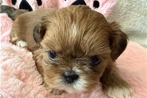 Alma - puppy for sale