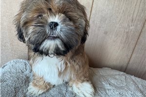 McGregor - puppy for sale