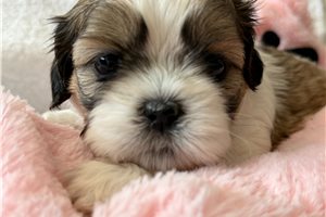 Alya - puppy for sale