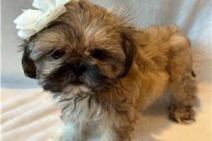 Alyssa - Shih Tzu for sale