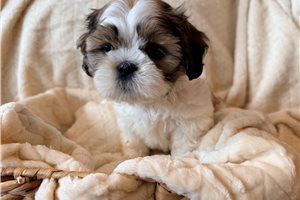 Alya - Shih Tzu, placed in Chicago