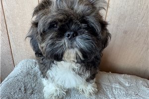 McDuff - puppy for sale