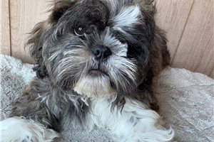 McCoy - puppy for sale