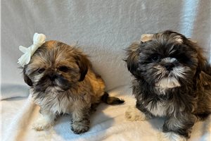 Ames - Shih Tzu for sale