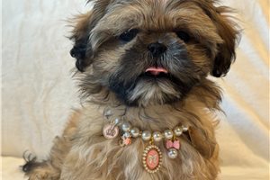 Alyssa, a Shih Tzu puppy