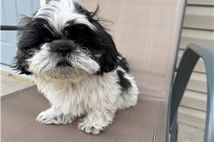 Alexis - Shih Tzu for sale