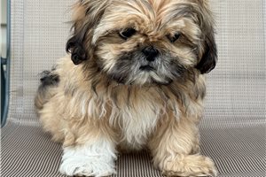 Alyssa - Shih Tzu for sale