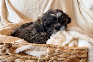 Ames - Shih Tzu for sale
