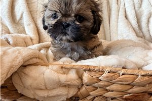 Alyssa - Shih Tzu for sale