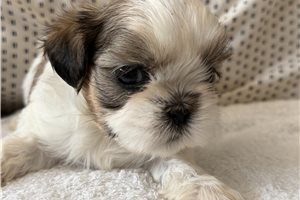 Ambrose - puppy for sale
