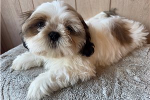 Mayweather - puppy for sale