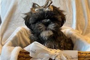 Ames - Shih Tzu for sale