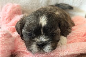 Ames - Shih Tzu for sale