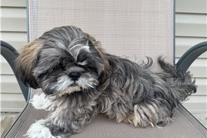 Ames, a Shih Tzu puppy