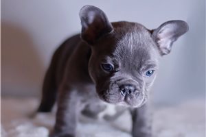 frenchbulldogぺージ Zara - French Bulldog Puppy F64390 | Pawrade