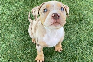 Romano - puppy for sale