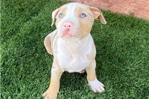 Roberto - puppy for sale