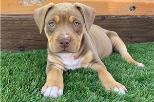 Rowan - puppy for sale