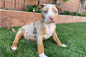 Roxanne - puppy for sale