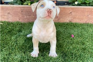 Rodrigo - puppy for sale