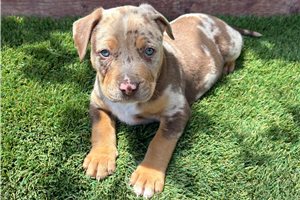 Robin - American Bully for sale