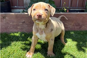 Rockwell - puppy for sale