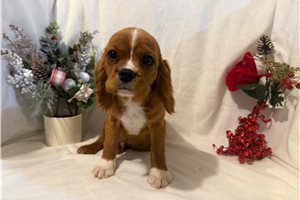 Donnie - Cavalier King Charles Spaniel for sale