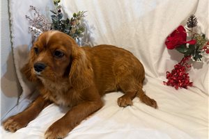 Alvin - Cavalier King Charles Spaniel for sale