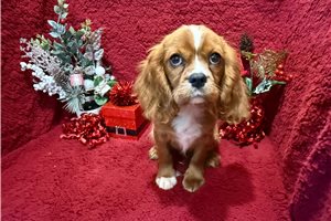 Damien - Cavalier King Charles Spaniel for sale