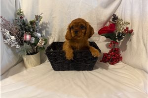 Archer - puppy for sale