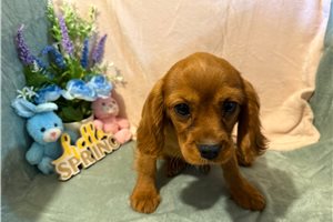 Arlo - Cavalier King Charles Spaniel for sale