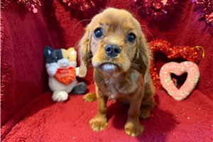 Drake - Cavalier King Charles Spaniel for sale