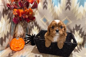 Darwin - puppy for sale