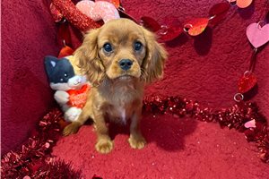 Arkin - Cavalier King Charles Spaniel for sale
