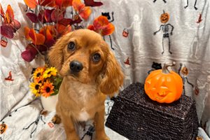 Archie - puppy for sale