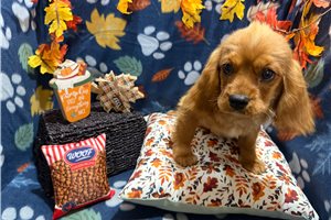 Augustus - puppy for sale