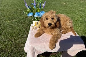 Arthur - Cavapoo for sale