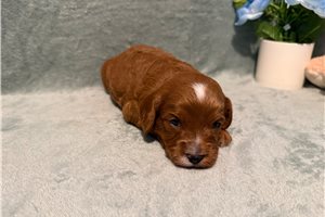 Carlton - Cavapoo for sale