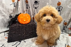 Bennett - puppy for sale