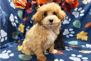 Bambi - Malti Poo - Maltipoo for sale
