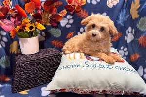 Bailey - puppy for sale