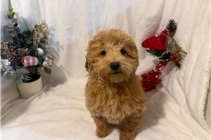 Maria - Poo-Ton for sale