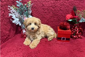 Mateo - Poo-Ton for sale