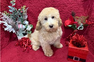 Mila - Poo-Ton for sale