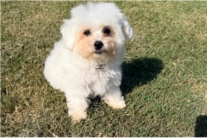 Aimee - Bichon Frise for sale