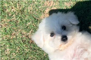 Arlo - Bichon Frise for sale
