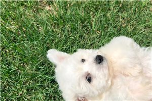 Anya - Bichon Frise for sale